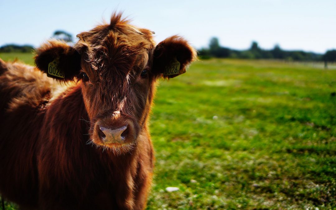 Dierenwelzijn en ethiek