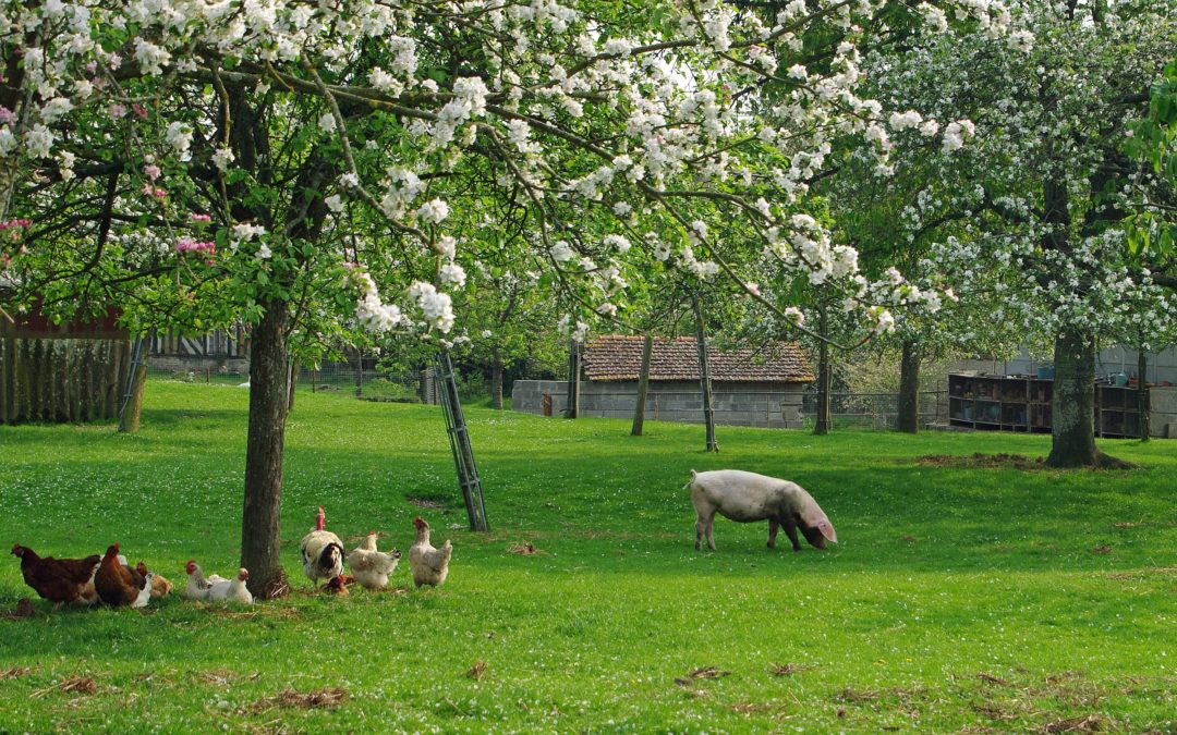 Salmonella en campylobacter bij pluimvee en varkens
